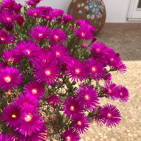 La Campagna Di Manuel 툴리에